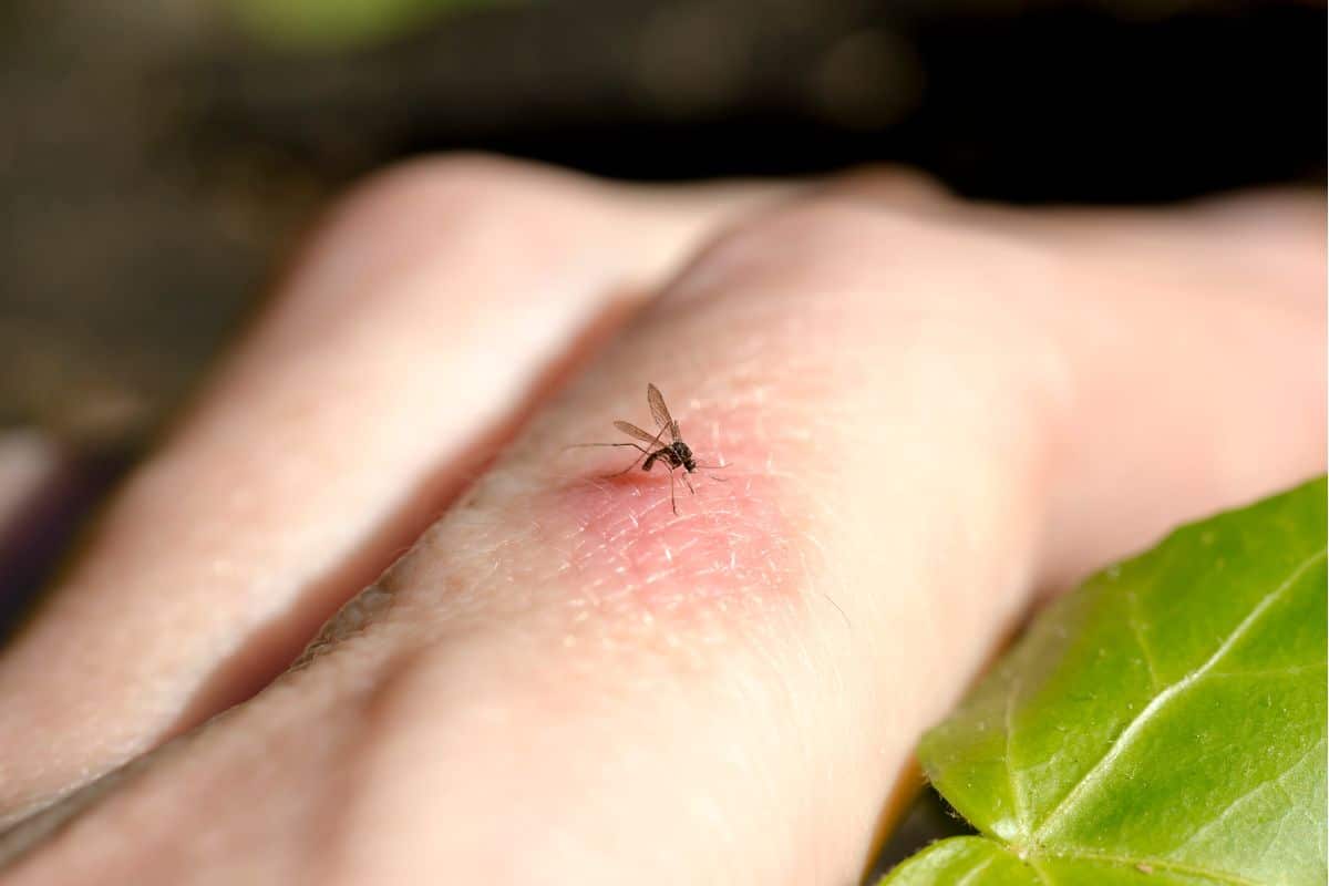 Les 4 plantes à avoir dans son jardin pour soulager les démangeaisons de moustiques