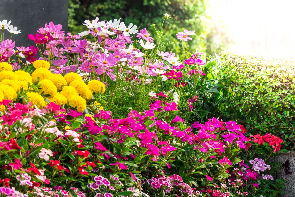 Les fleurs à planter pour un jardin resplendissant au mois d'août