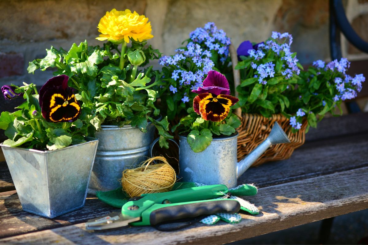 Les plantes qui aiment la chaleur et à installer sur un balcon explosé plein sud !