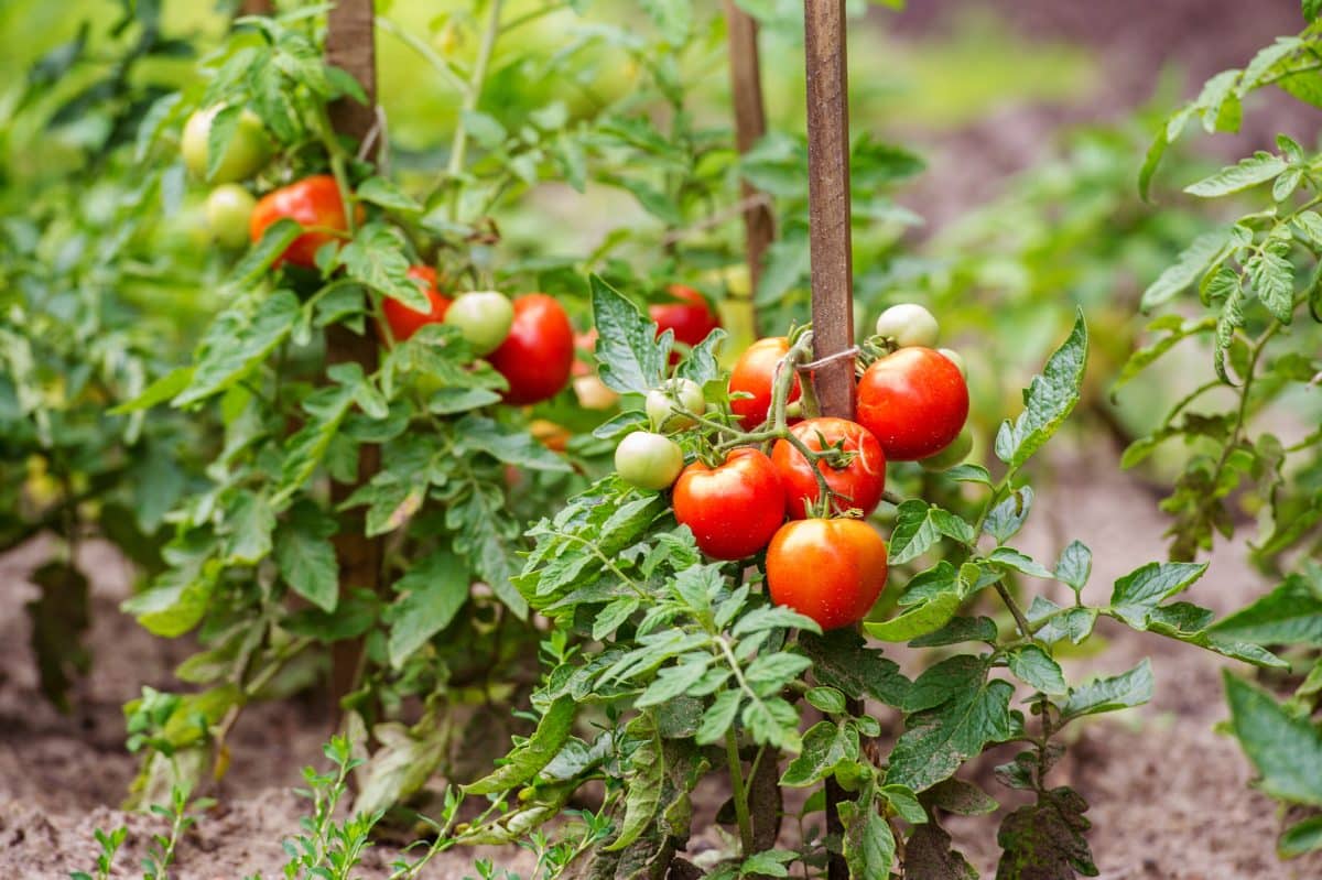 Fertilisant idéal à choisir pour les légumes