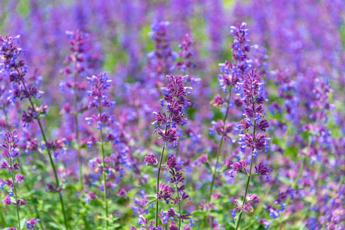 Nepeta X Faassenii