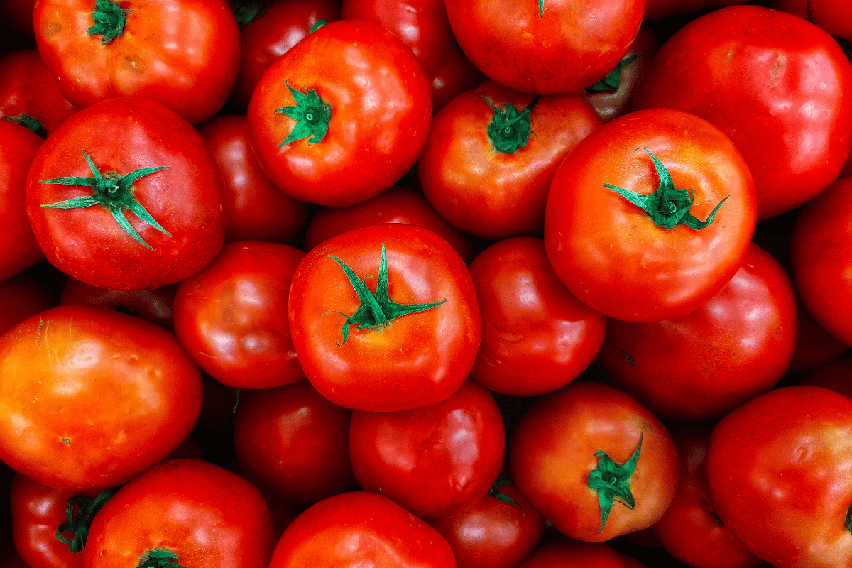 Orage : Voici comment faire pour protéger vos tomates et avoir une bonne récolte malgré les intempéries !