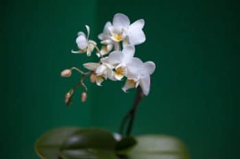 Orchidées : Voici la méthode parfaite pour la tailler parfaitement et au bon moment