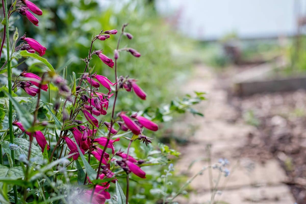 Penstemon garnet