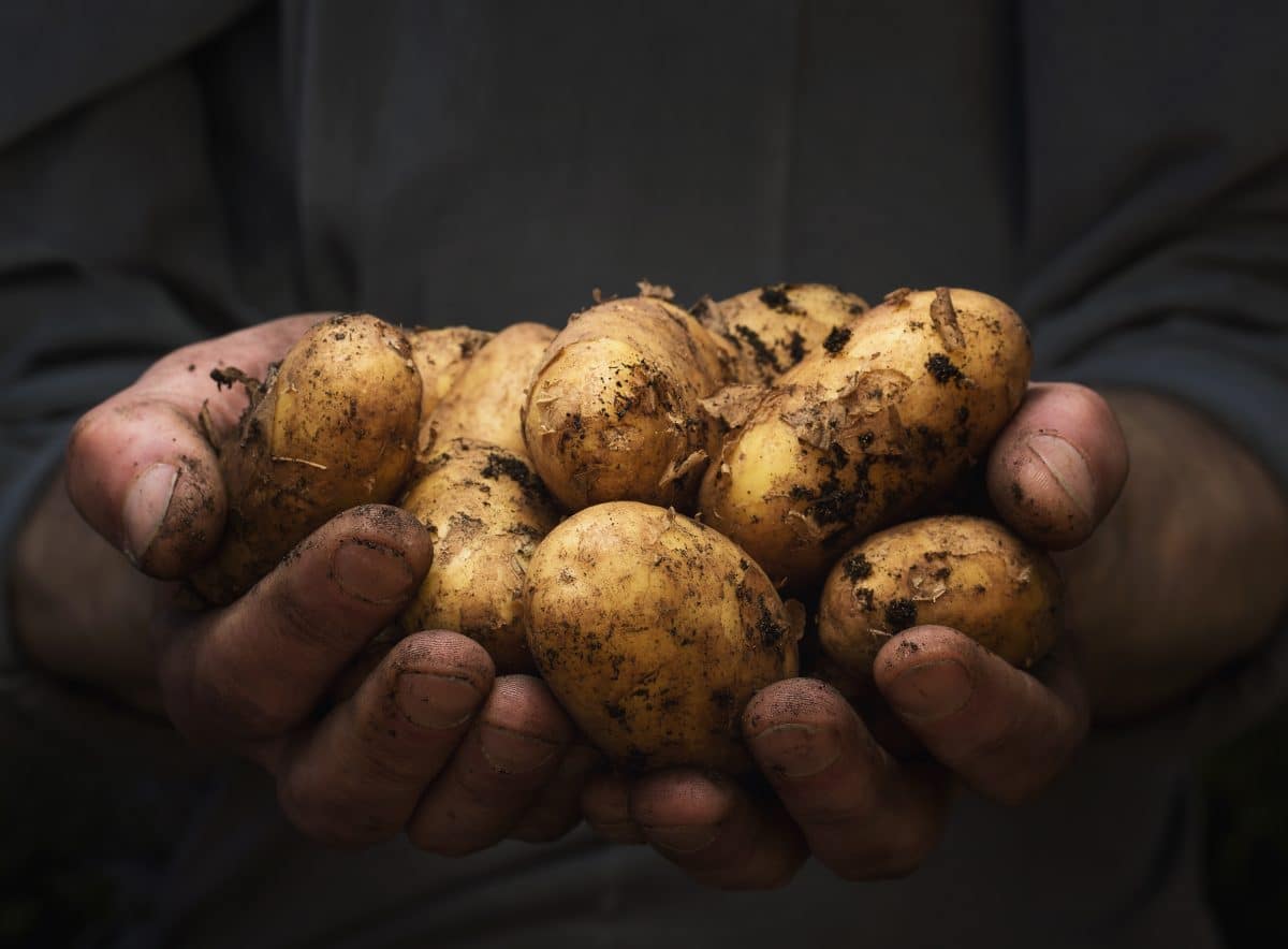 Période idéale pour la récolte de pomme de terre