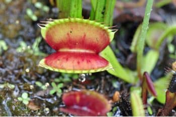 Plantes carnivores : Voici pourquoi il faut absolument en planter dans votre jardin