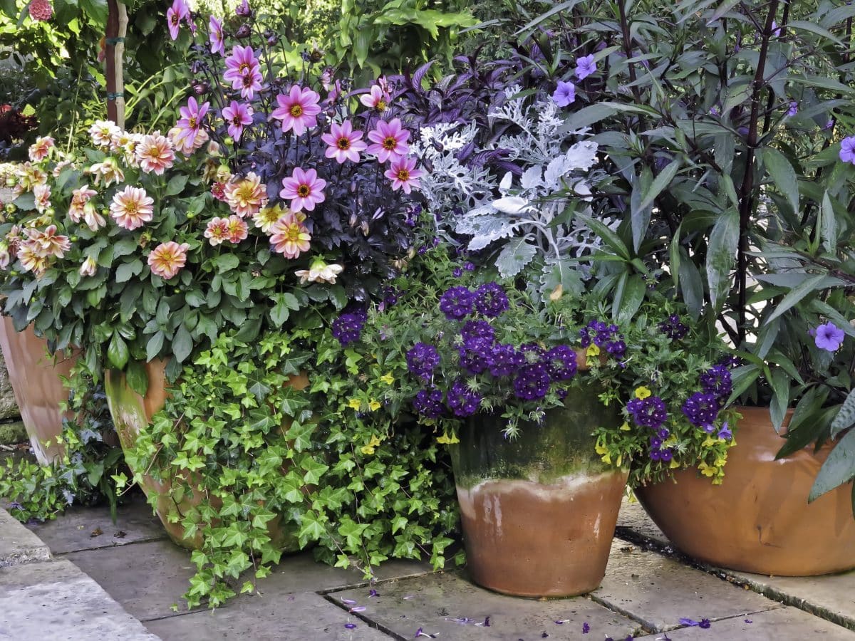 Plantes pour un coin à l’ombre