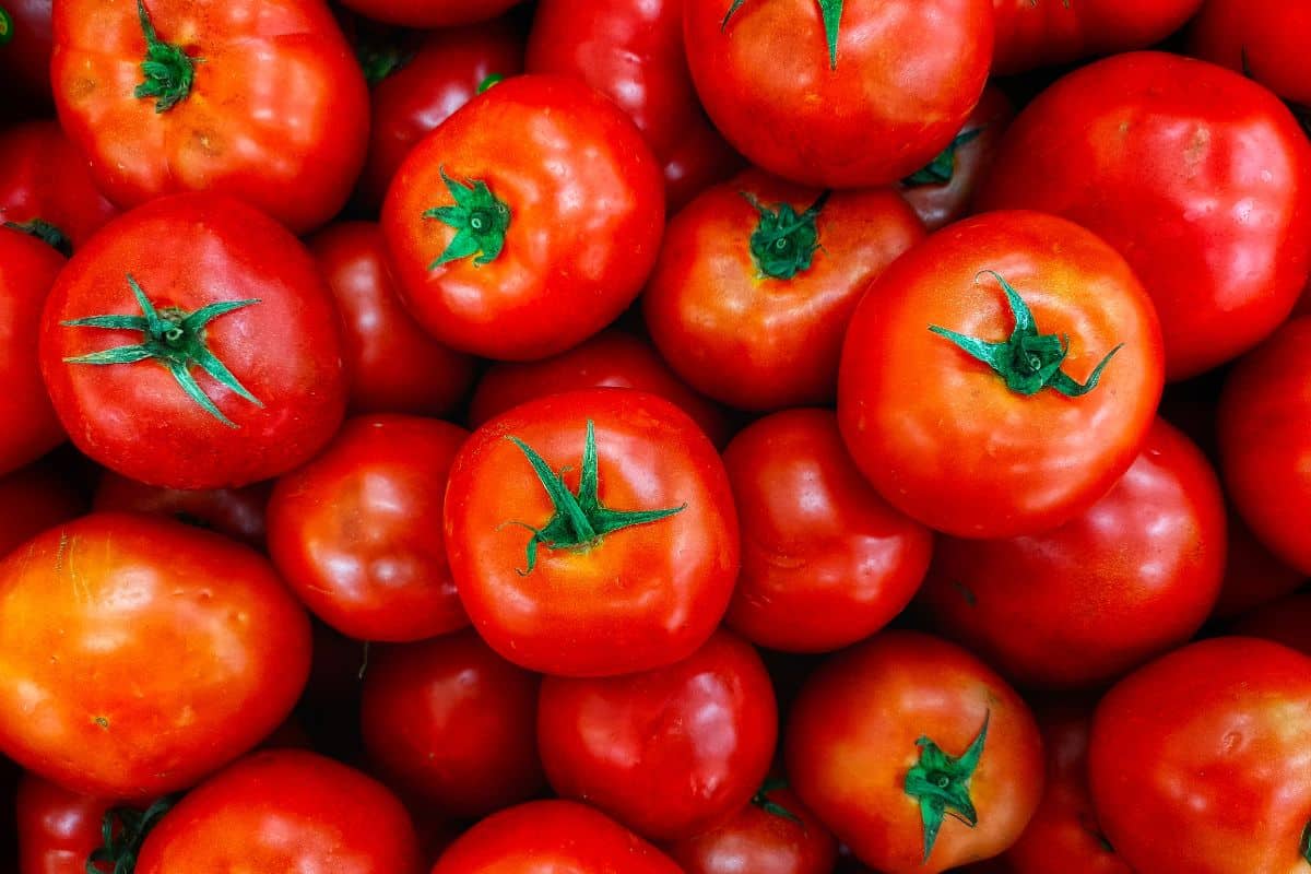 Potager : les erreurs fréquentes à éviter lorsque vous cultivez des tomates et que vous abîmez vos récoltes