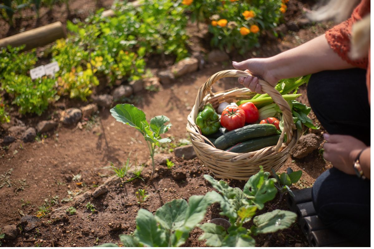 Potager voici nos conseils d'optimisation pour avoir de belles récoltes en automne !