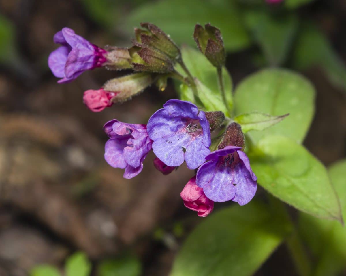 Pulmonaria longifolia