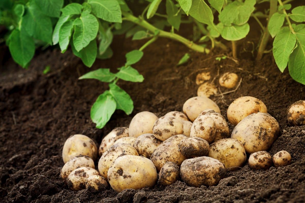 Quand faire la récolte de pomme de terre