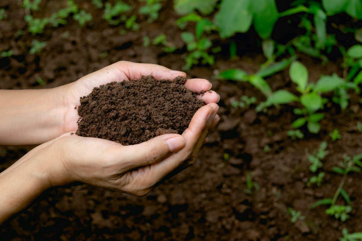 Quand mettre de l'engrais dans le jardin potager