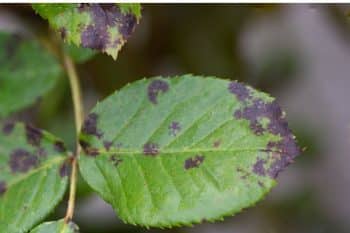 Que signifient les taches rouges sur le bout des feuilles des plantes