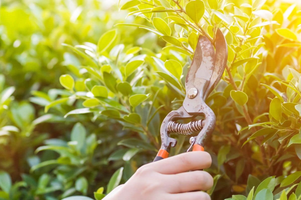 Quel arbre est-il préférable de tailler durant le mois d'août ?