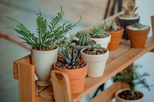 À épingler : Quelles sont les plantes d’intérieur les plus résistantes