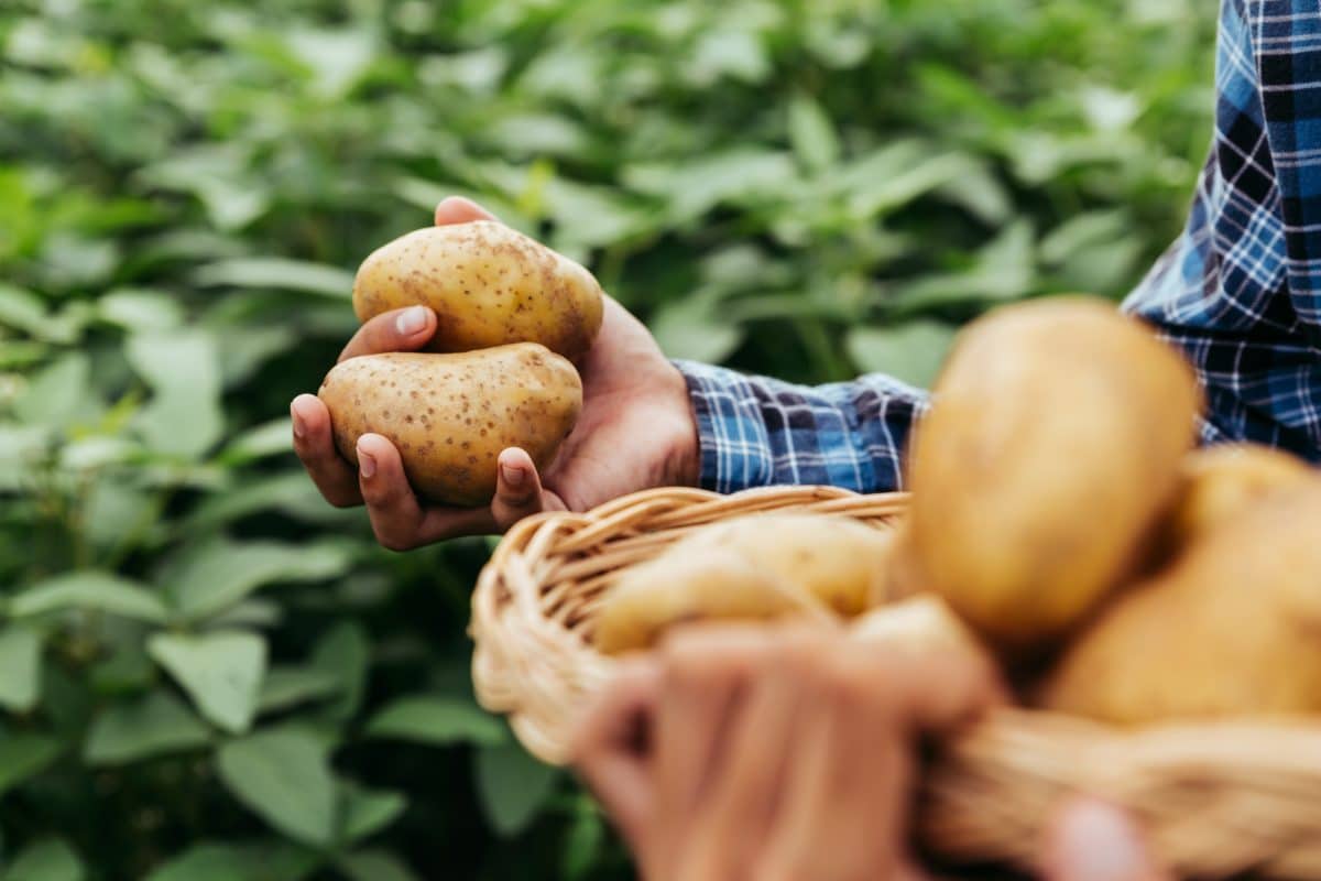 Facteurs qui influencent la récolte de pomme de terre