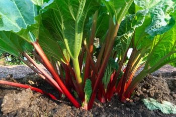 Rhubarbe tout ce que vous devez absolument savoir avant de la planter dans votre jardin