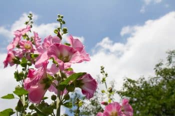 Roses trémières tout savoir sur ces plantes vivaces à planter absolument le long des murs pour embellir son extérieur !