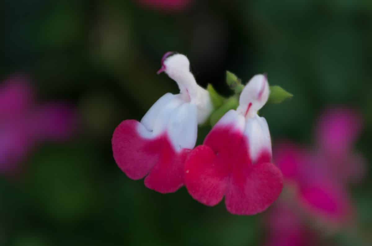 Salvia microphylla