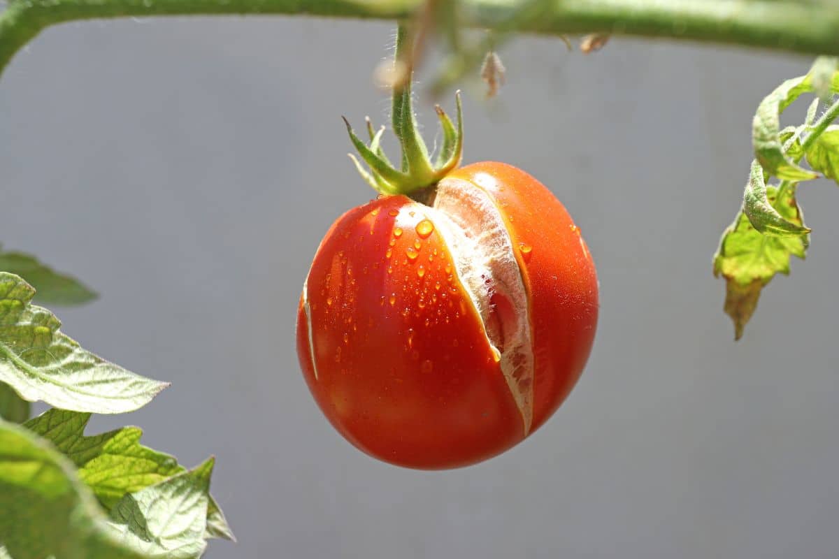 Tomates fendues avant la récolte ? Voici les 4 solutions pour y remédier !