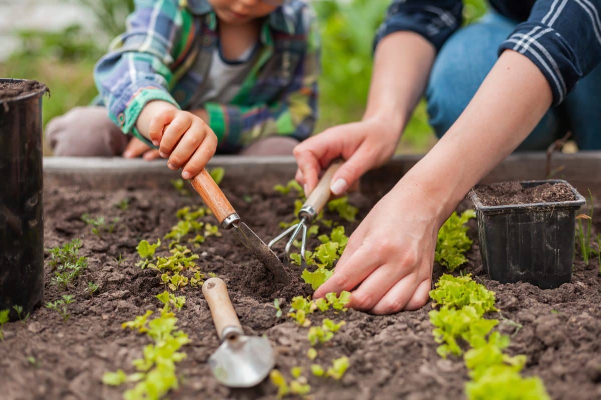 Quand faut-il mettre l’engrais naturel dans le potager