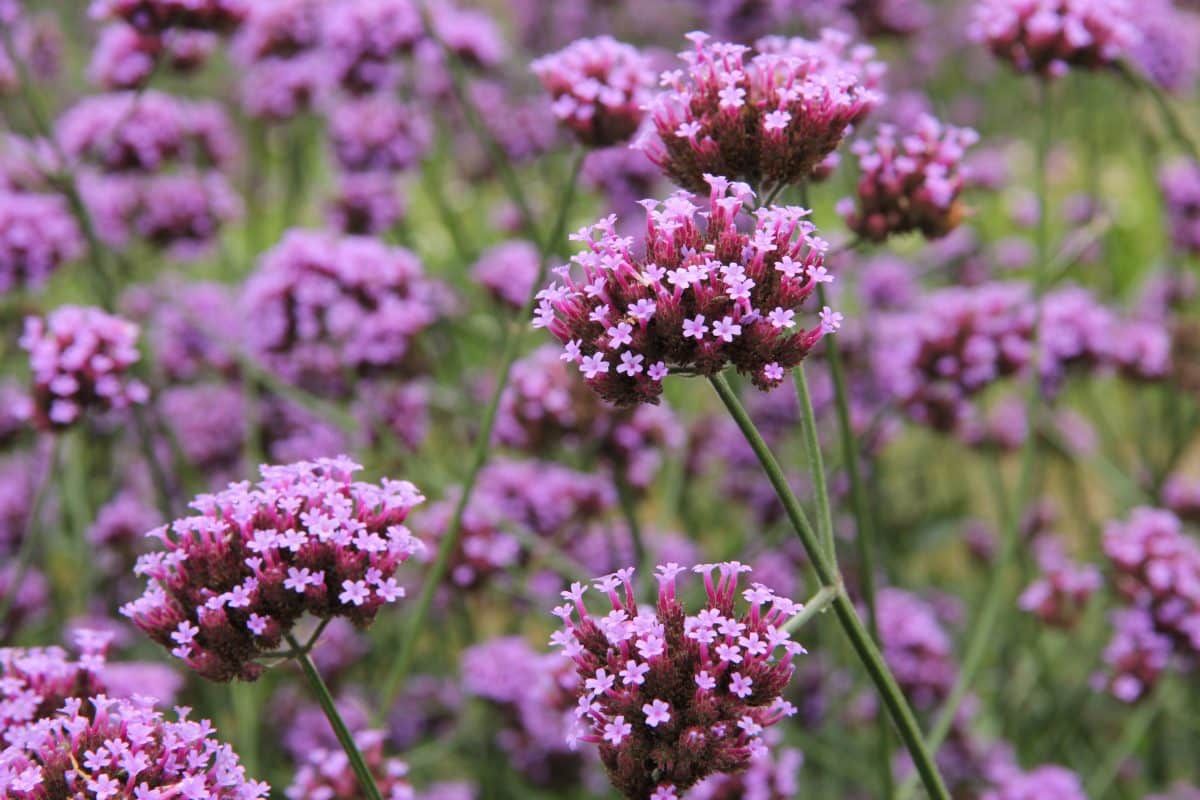 Verveine de Buenos Aires