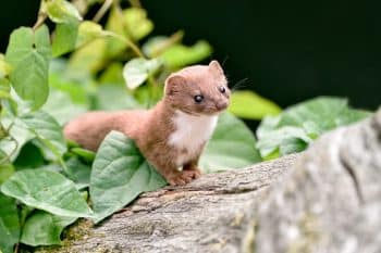 Visite d'une fouine Comment faire pour la faire fuir sans la blesser Grâce à ces méthodes naturelles !