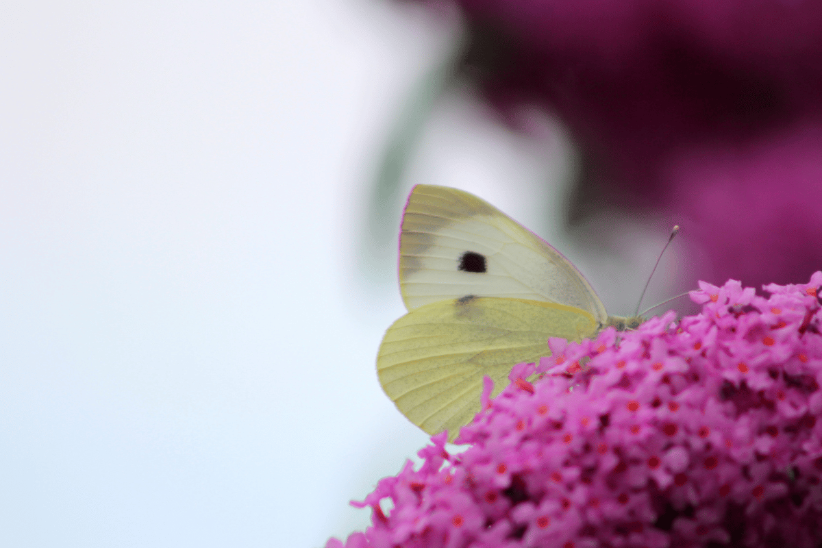 Arbre à papillons : Tout ce que vous devez savoir pour en planter un dans votre jardin ! Quand, comment, pourquoi, on vous dit tout !