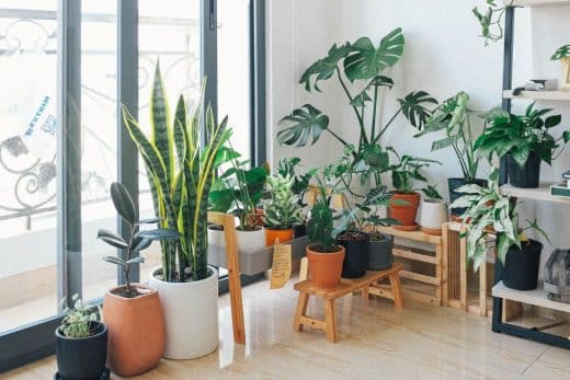 À épingler : Arbustes persistants : Ces 6 variétés en pot à installer sur votre terrasse pour qu’elle soit verdoyante cet hiver !