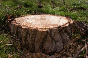 Astuces d'aménagement paysager Comment détruire une souche d'arbre sans résidus de bois On vous dit tout !