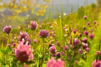 Jardin : Tout savoir sur le trèfle violet, cette mauvaise herbe en réalité très vertueuse pour votre jardin !