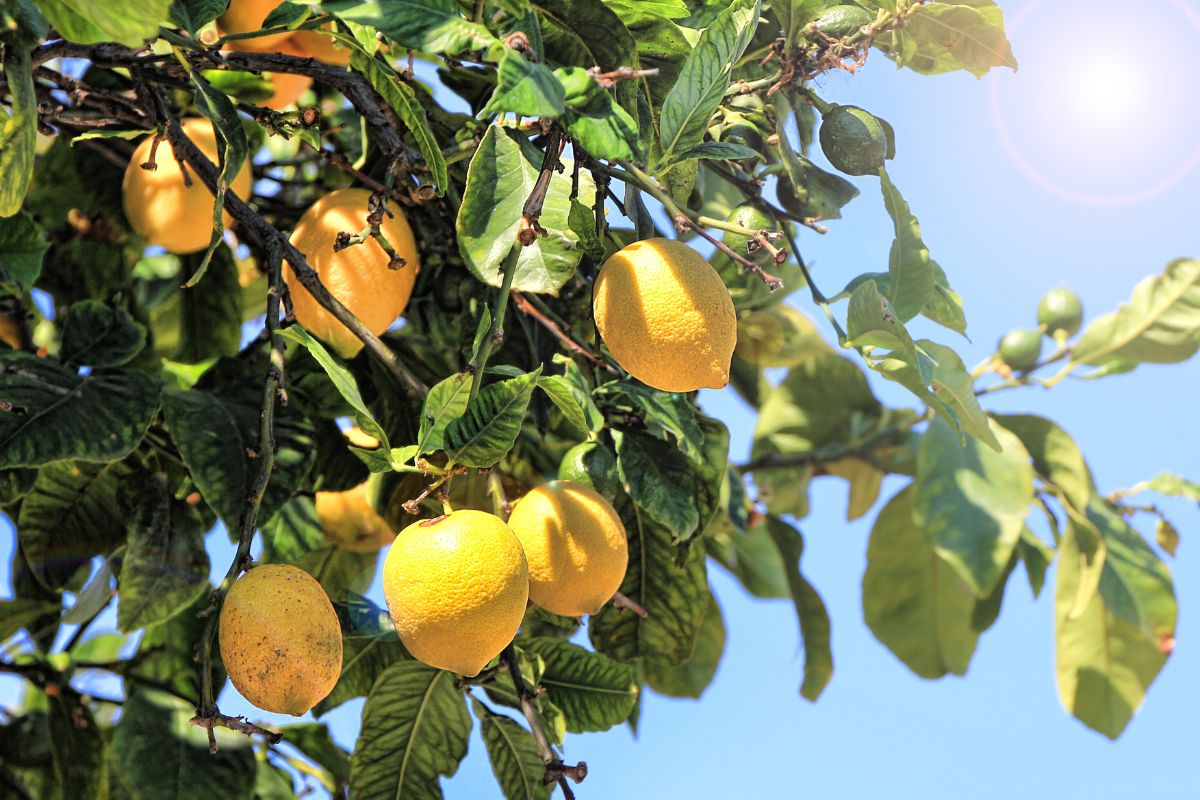 La taille du citronnier : Fructification et formation - Cmonjardinier