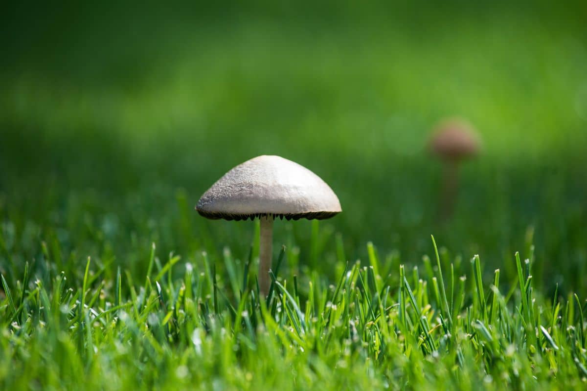 Champignons blancs sur votre pelouse les astuces pour s'en débarrasser rapidement et prévenir leur apparition dans votre jardin