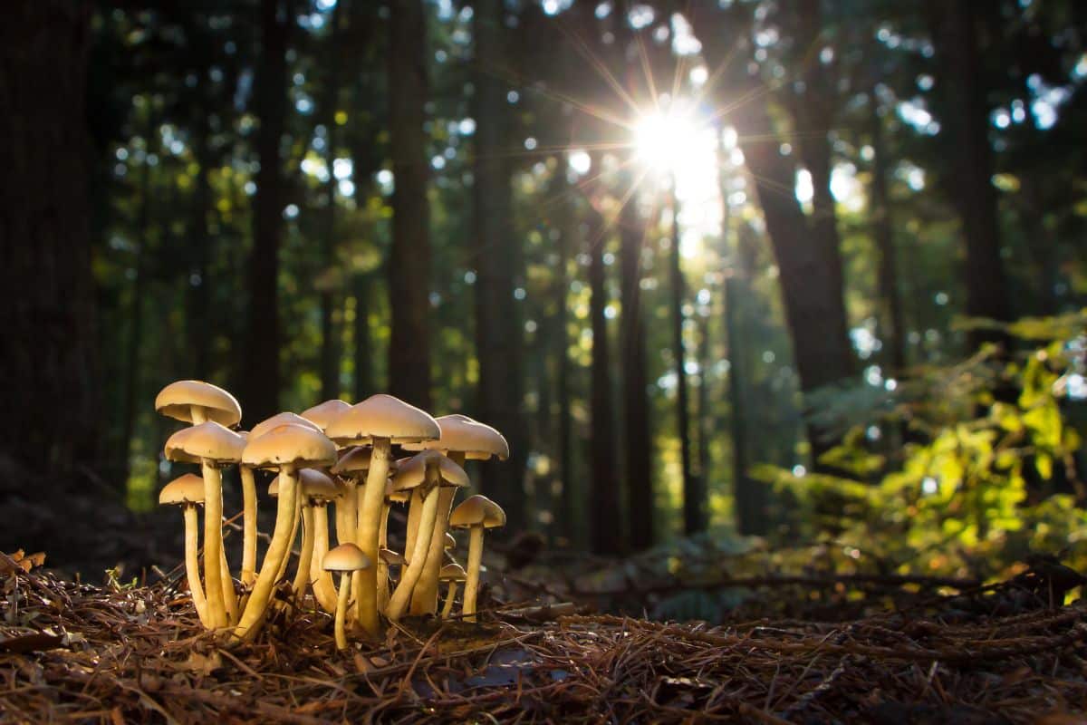 Champignons Les éléments à connaître pour distinguer un champignon comestible d'un champignon toxique avant de les cueillir !