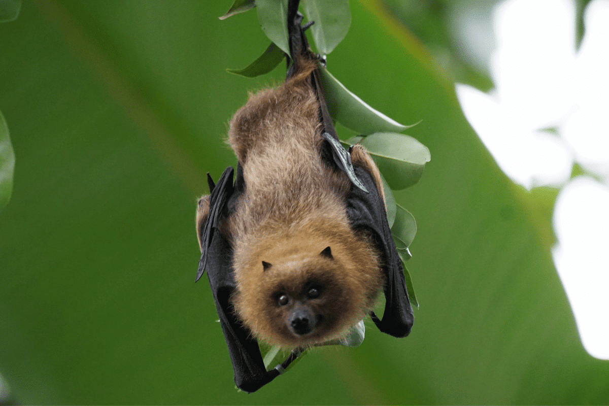 Nichoir à chauves-souris : Voici comment faire pour en fabriquer un dans votre jardin !