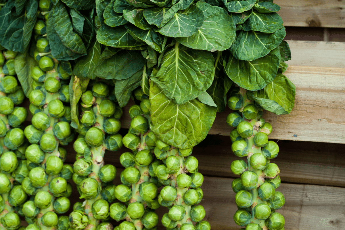 Choux de Bruxelles : Les planter en septembre, c'est possible ? Réponse ici ! 