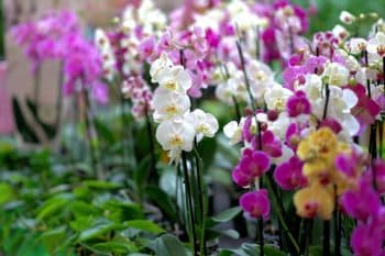 Engrais naturel cet ingrédient miraculeux pour booster la floraison de votre orchidée