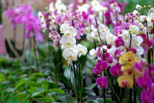 À épingler : Engrais naturel : cet ingrédient miraculeux pour booster la floraison de votre orchidée