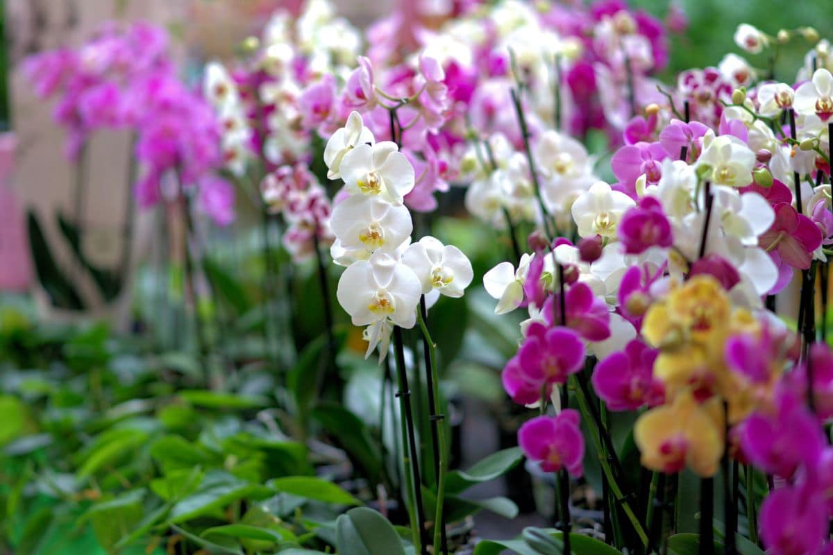 Engrais naturel cet ingrédient miraculeux pour booster la floraison de votre orchidée