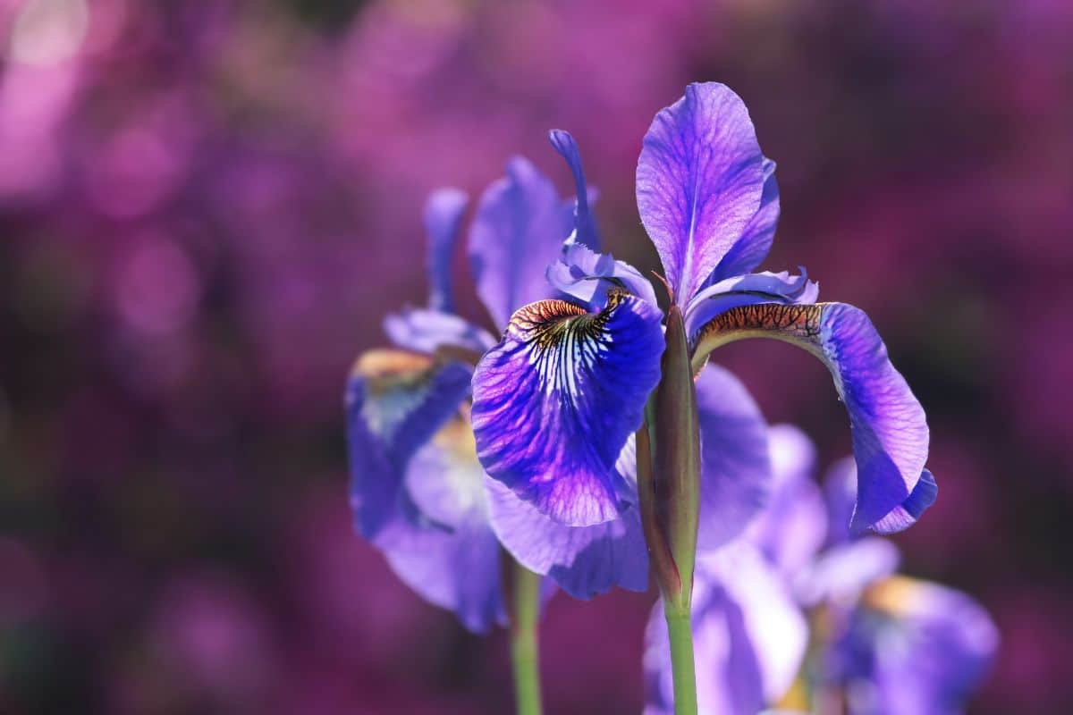 Fleurs Quelles sont les variétés à planter en septembre pour un jardin fleuri et coloré