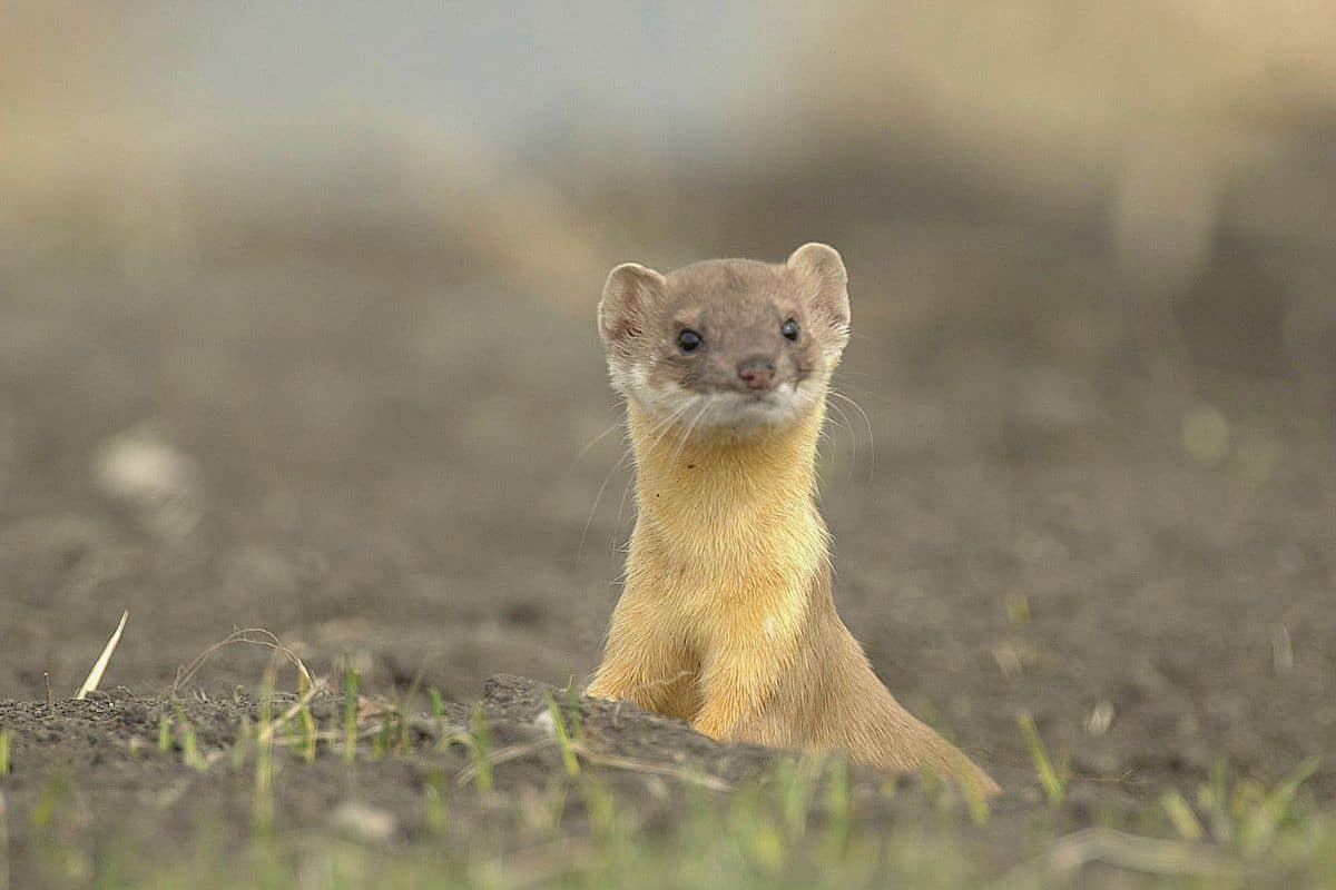 Fouines Comment les faire fuir et vous en débarasser dans un poulailler sans blesser vos animaux Réponse ici !