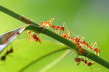 Fourmis dans les plantes Découvrez cet ingrédient naturel absolument magique pour vous en débarrasser rapidement !