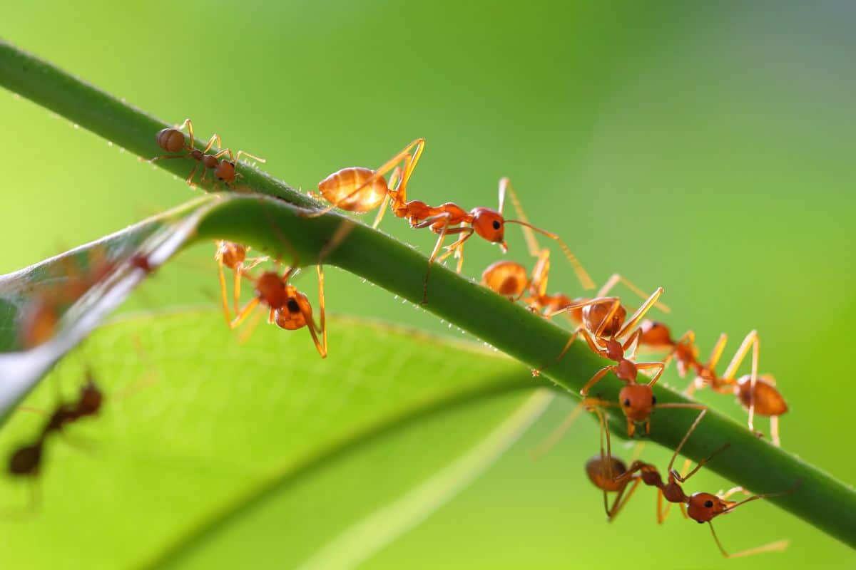 Fourmis dans les plantes Découvrez cet ingrédient naturel absolument magique pour vous en débarrasser rapidement !