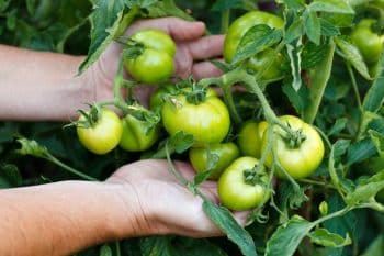 Tomates vertes : Vite, voici quelques astuces pour les faire mûrir avant l'automne !