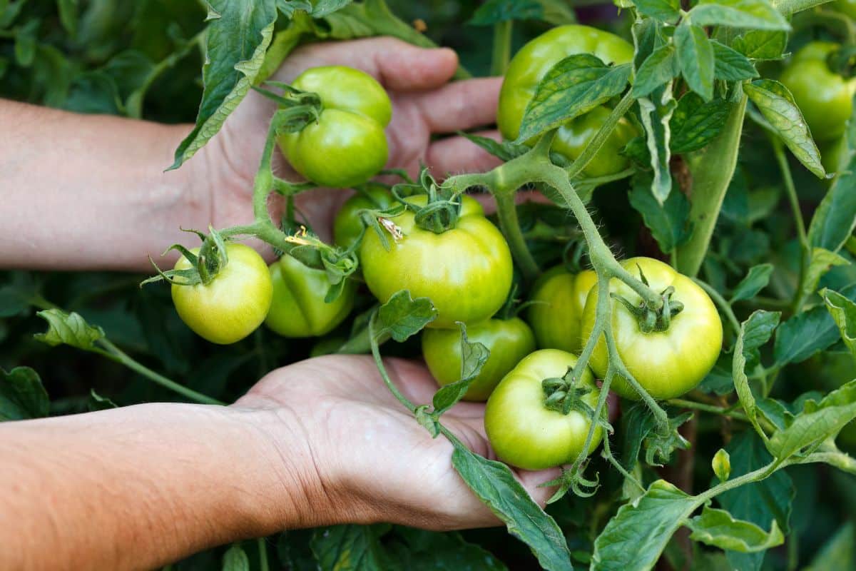 Tomates vertes : Vite, voici quelques astuces pour les faire mûrir avant l'automne !