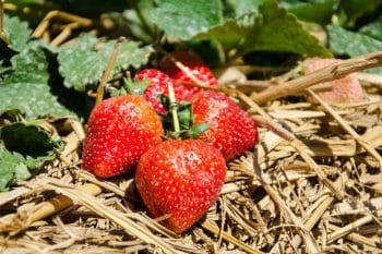 Fraisiers L'automne arrive, voici tout ce que vous devez savoir pour planter vos fraisiers et avoir une belle récolte !