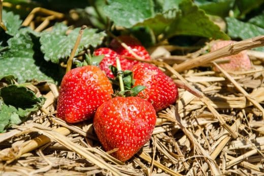 À épingler : Fraisiers : L’automne arrive, voici tout ce que vous devez savoir pour planter vos fraisiers et avoir une belle récolte !
