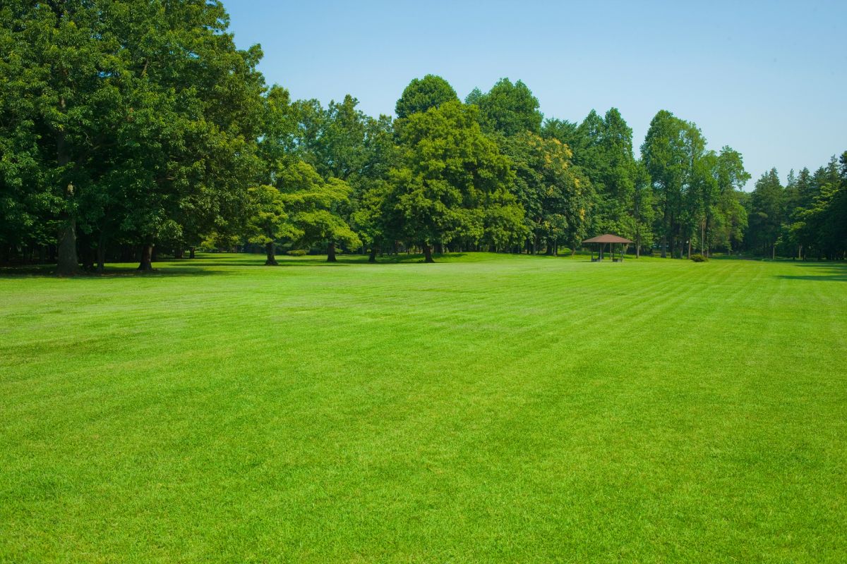 Guide de jardinage pour une pelouse verdoyante et en pleine forme, voici comment préparer la terre avant de semer votre gazon