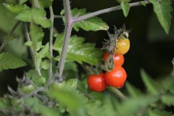 Feuilles de tomates : Comment les utiliser ? En jardin ou en cuisine ? Réponse ici !