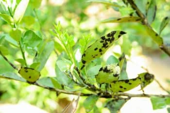 Jardin les feuilles de vos plantes deviennent noires  Tout savoir sur la fumagine et sur comment faire pour prévenir et soigner cette maladie